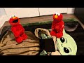 Tickle Me Elmo English And Spanish In Sync