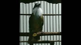 Download lagu Cucak jenggot gacor full besetan tajam mp3 Download lagu Cucak jenggot gacor full besetan tajam mp3