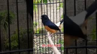 Download lagu murai tembakan brinjing rambut tunggir sambung korlap betina#kicaumanianusantara #kicaumania mp3