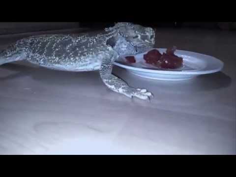 Geckohunter - Des Jedem Wege (Deutschrad Hip Hop) Official Video