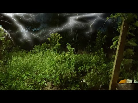 Pure Heavy Rain in Garden with Rumbling Thunder, Lightning, Distant Thunder & Rain Sounds for Sleep