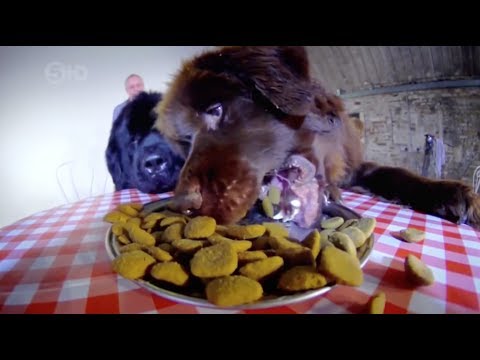 BARFWorld.com: The Truth About Your Dog's Food