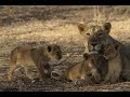 Lioness Laxmi Coming Of Age Story