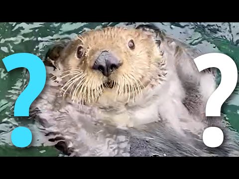海獺是左撇子嗎？| 海洋生物學家解釋！ (Are Sea Otters Left-Handed?? | A Marine Biologist Explains!)