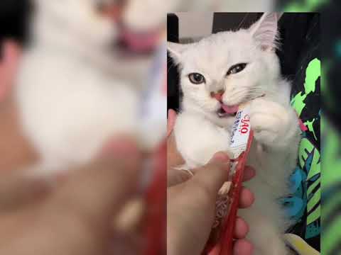 Ho Sing Yin-CIAO 日本第一銷量貓小食 超級貓模短片大賽