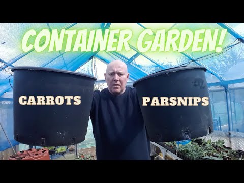 Parsnip & Carrot Pots  Container Gardening [Gardening Allotment UK] [Home Growing Veg ]