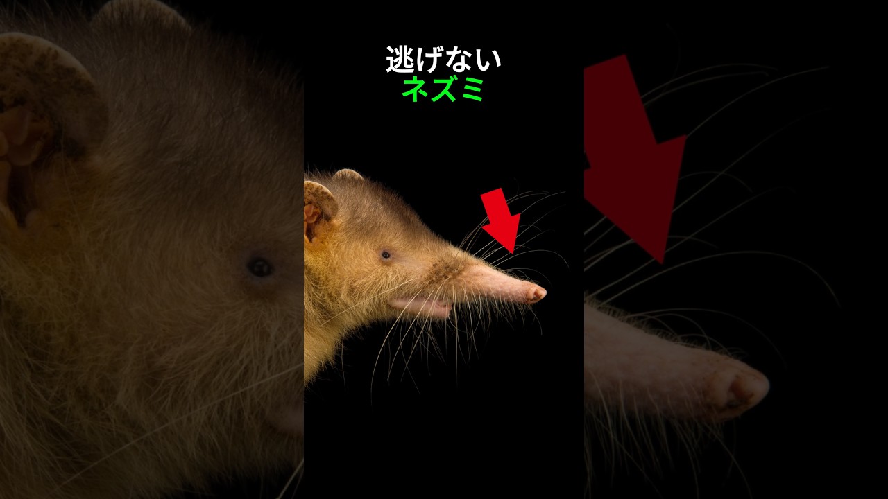 逃げないネズミ