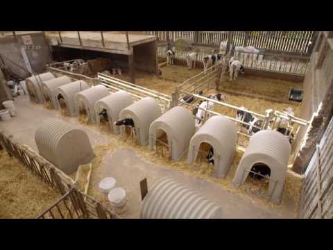 Et l'homme crea la vache (Arte TV)