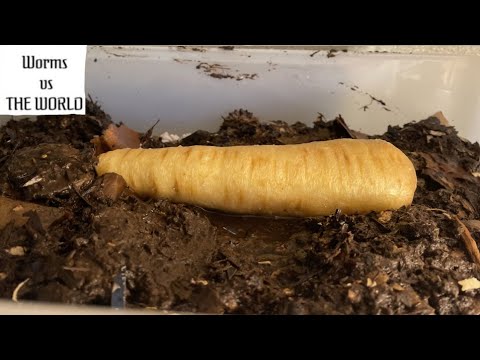 Will Red Wiggler Worms compost a Parsnip????