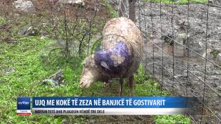 NE BANJICE UJQIT MBYSIN TETE DHE PLAGOSIN RENDE TRE DELE