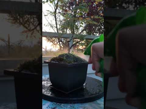 Rose the rosemary bonsai update 2019-10-05