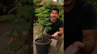 Tamarindo: A Fruta Exótica que Conquista Quem Experimenta!