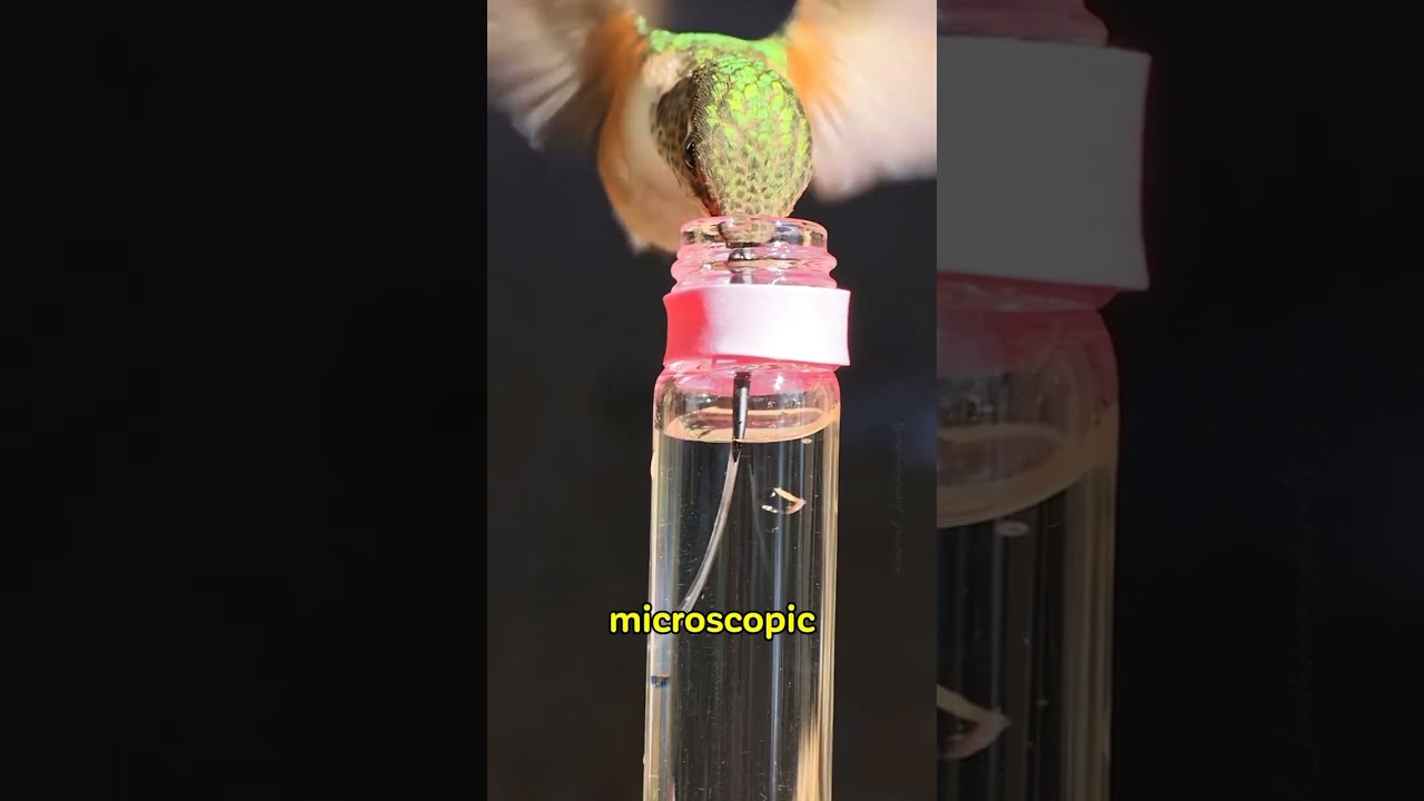 Hummingbirds BUILT DIFFERENT