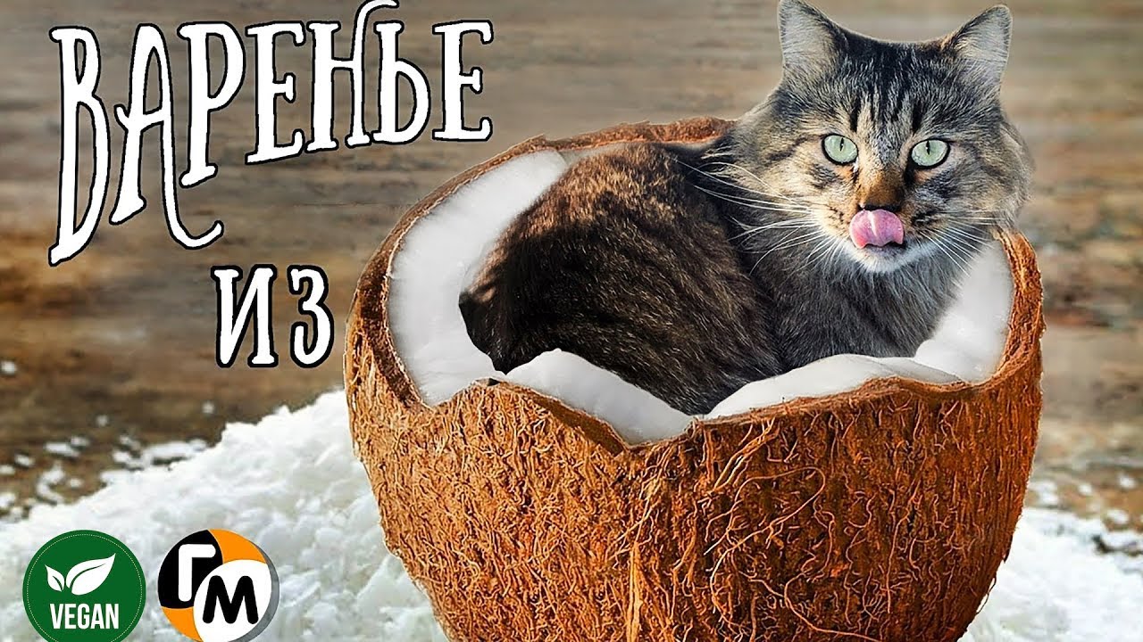 Кот кокос и мышь. Котик кокос. Кот кокос фото. Кот кокос фото. Кот кокос.