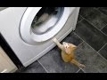 Cats Vs Washing Machines