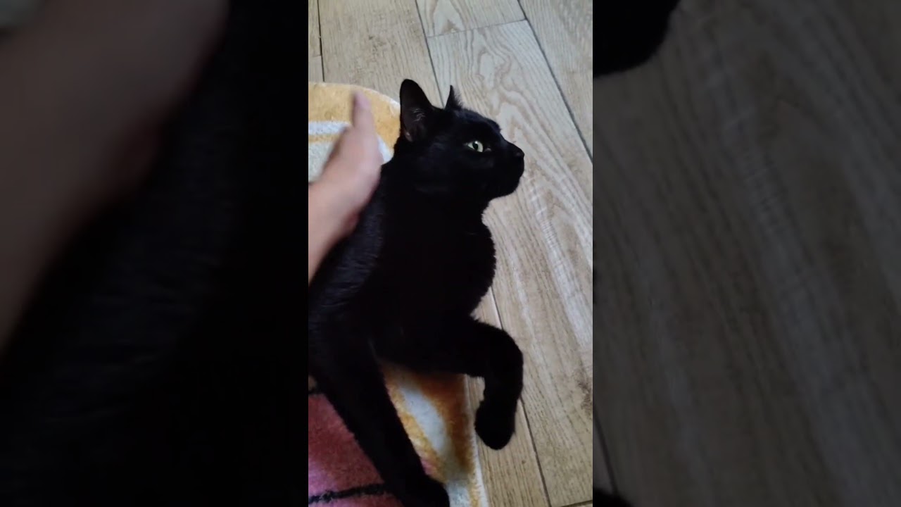 Enlarge Franky, a Adoptable mixed breed in Brooklyn, NY video 1/4