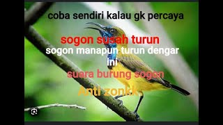 Download lagu Suara pikat burung sogon susah turun mp3 || pasti dapat 100% mp3