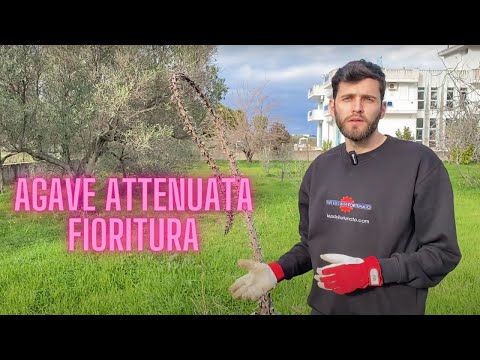 The flowering of Agave attenuata, a monocarpic plant, and the propagation of the species