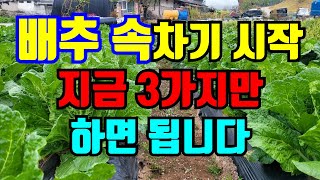 김장배추 지금 3가지만 해주면 배추 속이 꽉 차고 맛있는 배추 됩니다.