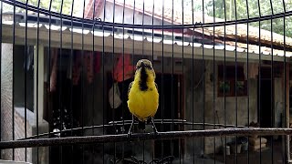 Download lagu SOGON BAHAN MANAPUN PASTI LANGSUNG RESPON DAN IKUT BUNYI mp3 Download lagu SOGON BAHAN MANAPUN PASTI LANGSUNG RESPON DAN IKUT BUNYI mp3