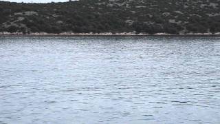 preview picture of video 'Dolphins feeding near Jezera, Murter, Croatia'