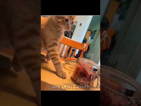 Bichinhos que nos entendem - gatos laranjas