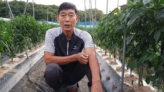고추 탄저병 걸린거 치료방법과 탄저병 안걸리게 하는 방법