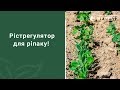 Фунгицид Беркут