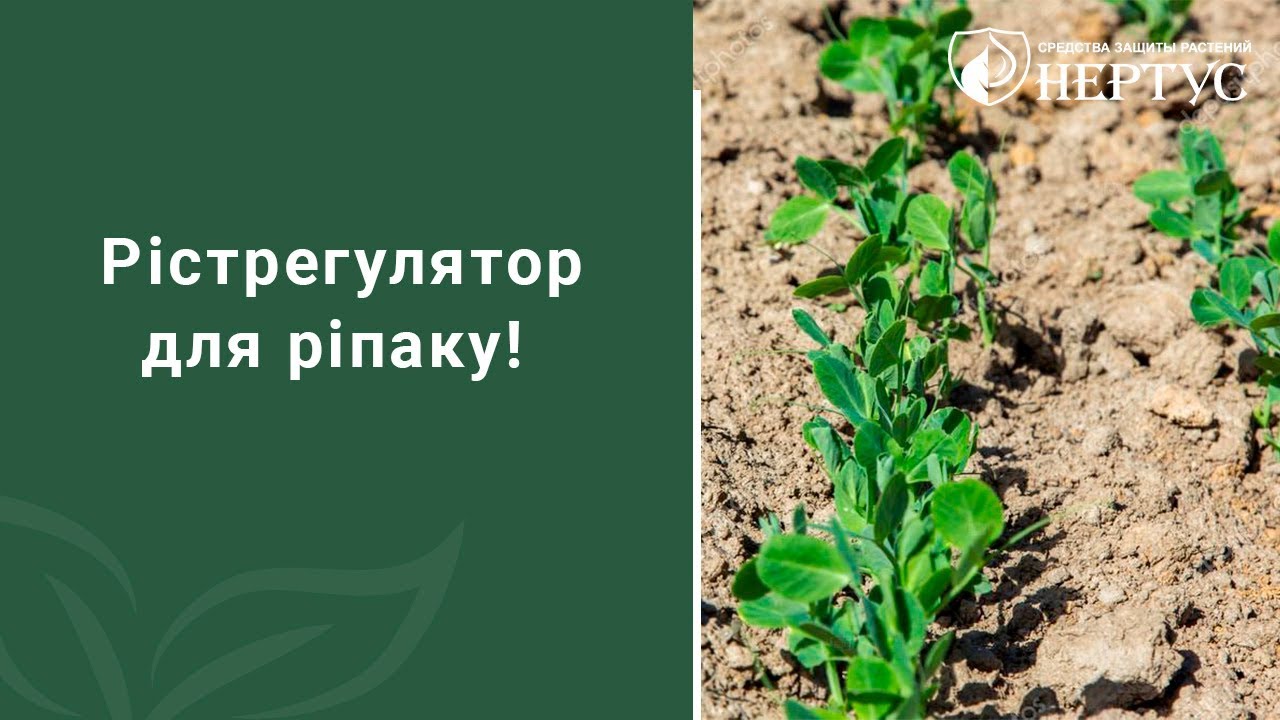 Фунгицид Беркут