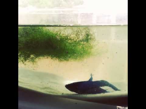 download lagu mp3 mp4 Todaysterday, download mp3 Todaysterday free download, download mp3 Todaysterday