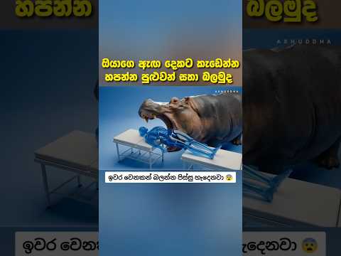 කොහොමද මෙයාලට අහුවුනොත් 😨 #fypシ #සැම්පා #ashuddha