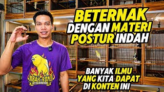 Download lagu CANARY BREEDERS‼️BEAUTIFUL material with dominant posture MLENGKUNG... mp3