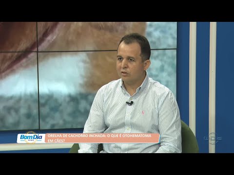 Veterinário fala sobre inchaços em orelhas de cachorros (otohematoma) 11 07 2022