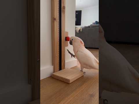 You Won’t Believe This! A Parrot With Its Own Private Elevator 🏠✨