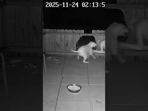 Mysterious Animal Attacks Dog on Home Security Footage
