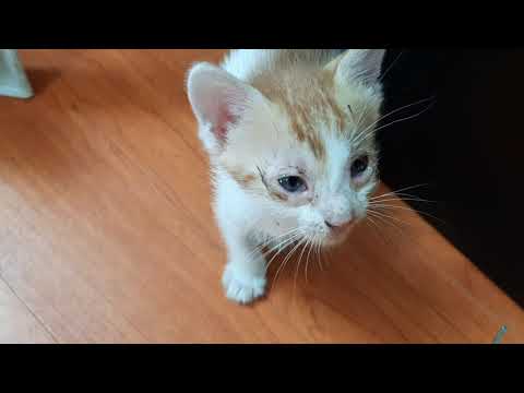 FERAL Kittens' first solid food taste and they loved it!