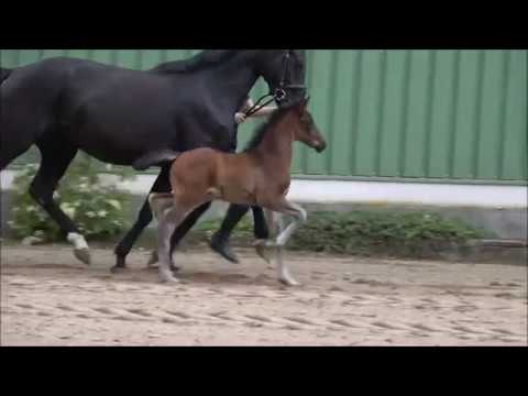 *2018 Hengstfohlen von Quantensprung - Fantastic