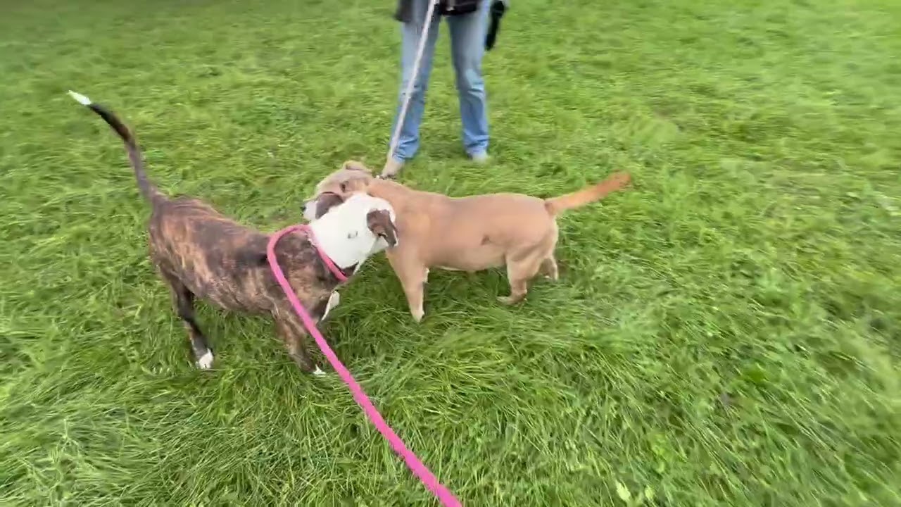 Myrtle's Leash Test