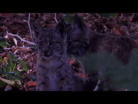 Nationalpark Bayerischer Wald
