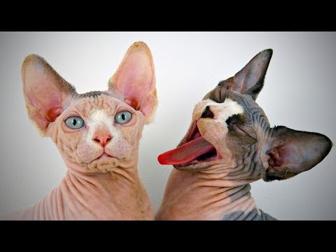 Funny Hairless Cats 😹 Funny Sphinx Cats Fails (Full) [Epic Life]