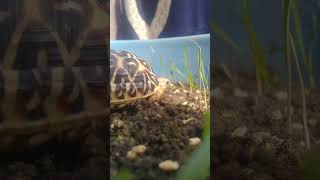 Download lagu tatl mp3