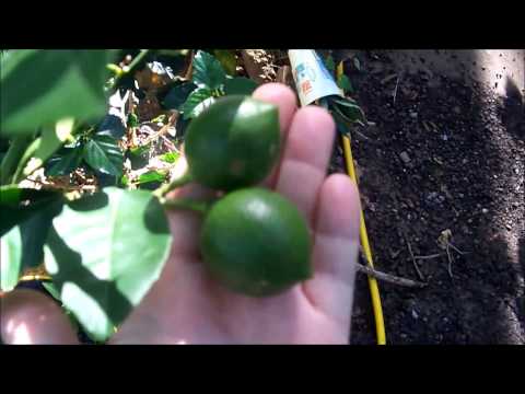 download lagu mp3 mp4 Buy Lemon Tree Near Me, download lagu Buy Lemon Tree Near Me gratis, unduh video klip Buy Lemon Tree Near Me