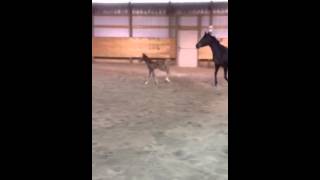 Samiam off to the races