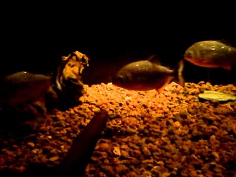 4" Red Belly Piranhas swimming around