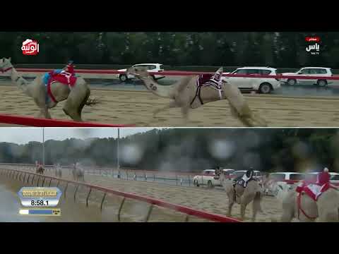 ش 7 (روعه) لـ هجن الرئاسة 12:14:87  ، ختامي المرموم 2026/03/31 ثنايا