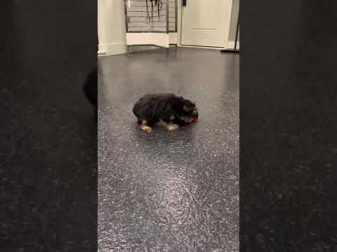 Brody - yorkie poo puppy for sale