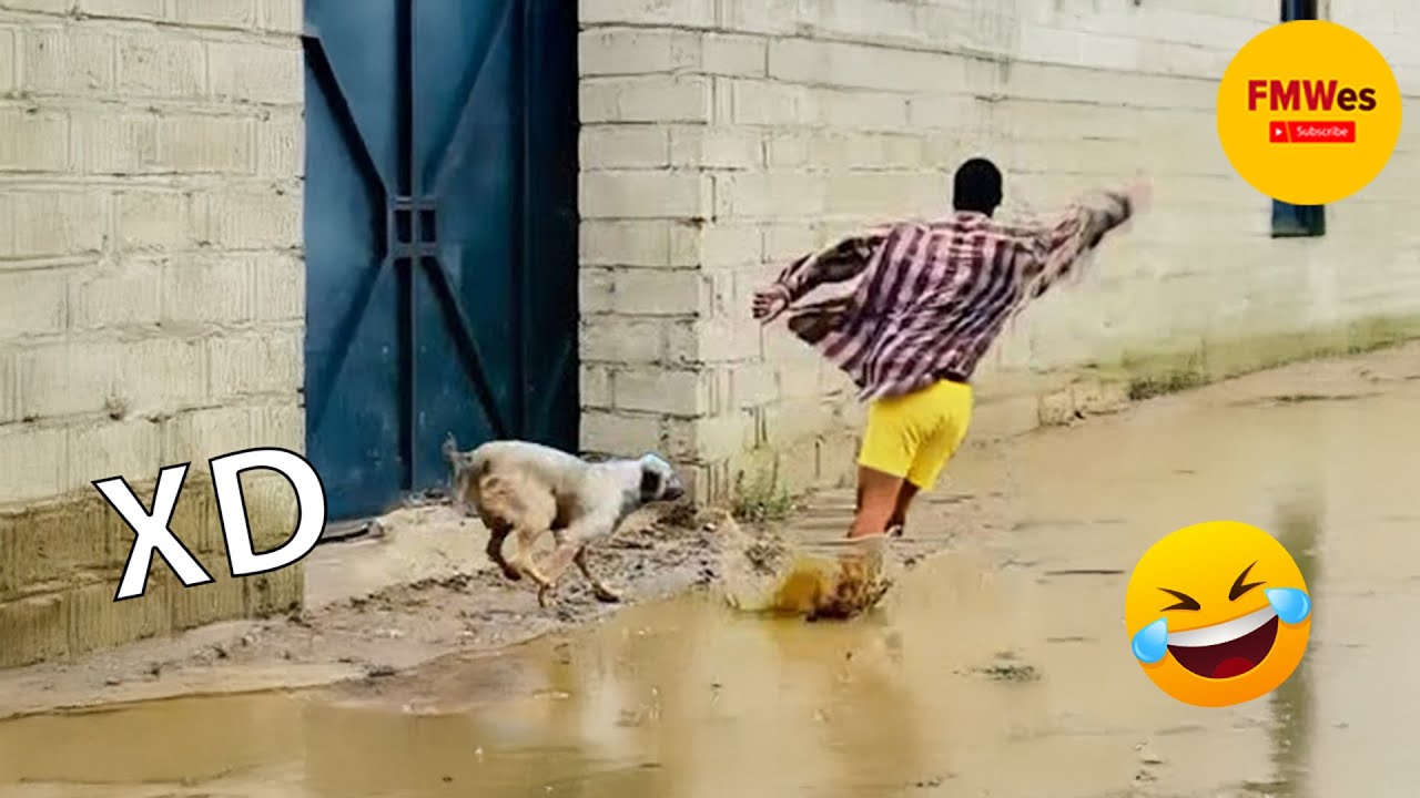 SI TE RÍES PIERDES NIVEL DIOS #387 🤣 VIDEOS DE RISA 😎HUMOR VIRAL MEXICANO😆