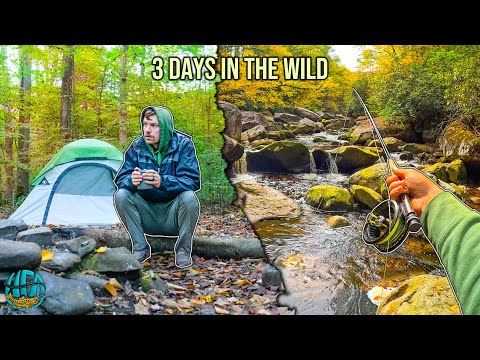 Solo Fall Camping Led to a Monster Trout Surprise! (Fly Fishing)