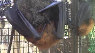 Beautiful Flying-Fox (bat) called Cinders.