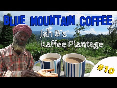 BLUE MOUNTAIN COFFEE - Jah B´s Kaffee Plantage | Jamaica Roadtrip #10